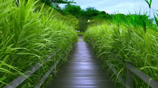 緑の中、雨上がりの木道＝Wooden path after the rain
