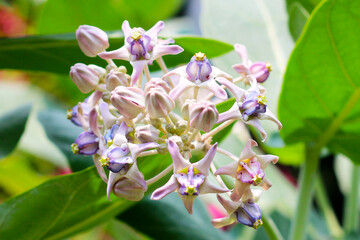 Crown flower or giant Indian milkweed or gigantic swallow wort tree