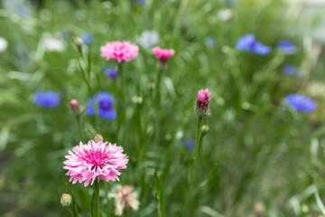 Fototapeta premium Garden cornflower or Centaurea cyanus also known as Bluebottle
