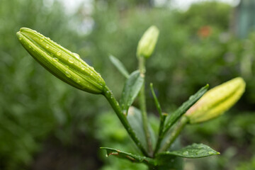 lily buds. gardening. Bush with unopened lily buds in the summer garden