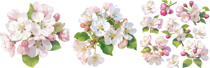 apple blossom watercolor clipart