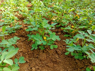 photo of a peanut plantation that has just flowered
