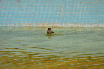 PATITO BUCEO