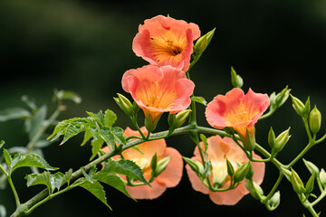夏本番 ノウゼンカズラ