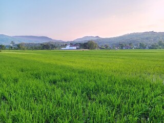 view of rice plants in rice fields with a backdrop of mountains in Gunung Kidul, Yogyakarta