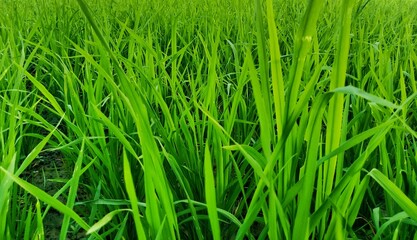close up of rice plants that have not yet grained rice in a rice field