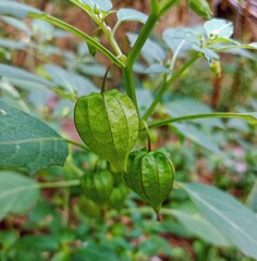 closeup photo of Physalis Angulata fruit