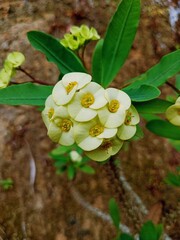 closeup photo of yellow euphoebia flower