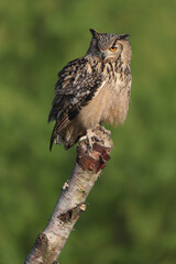 An Indian Eagle-owl perched on a tree trunk
