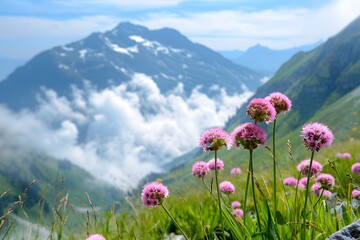 Fototapeta premium Breathtaking alpine landscape with pink wildflowers and snow-capped peaks enveloped in clouds.