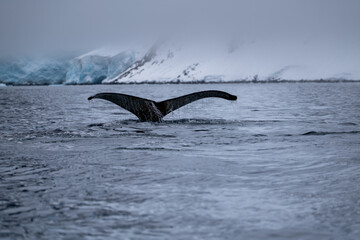 View of humpback whale tail in the Southern Ocean, Anrarctica