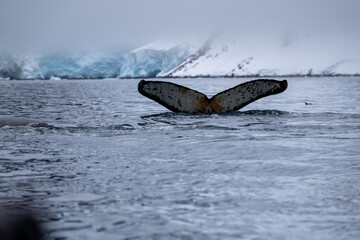 Fototapeta premium View of humpback whale tail in the Southern Ocean, Anrarctica