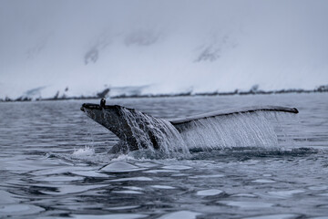 View of humpback whale tail in the Southern Ocean, Anrarctica