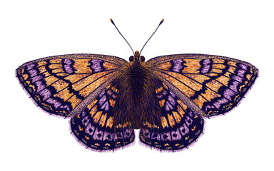 Isolated hand drawn watercolor butterfly in purple, pink, orange color, with villi and scales