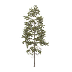 Pinus jeffreyi tree in the spring, also known as Jeffrey pine, Jeffrey's pine, yellow pine and black pine is a North American pine tree. 3d illustration. Isolated for composition.