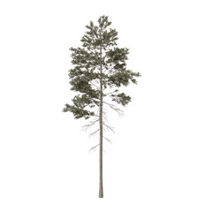 Pinus jeffreyi tree in the spring, also known as Jeffrey pine, Jeffrey's pine, yellow pine and black pine is a North American pine tree. 3d illustration. Isolated for composition.