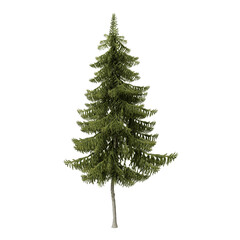 Picea obovata tree in the spring, a spruce native to Siberia, from the Ural Mountains and the Arctic tree line south to the northwestern Mongolia. Isolated for composition.