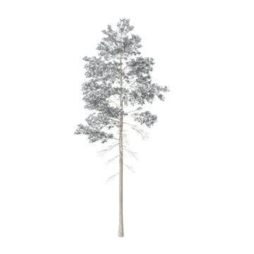 Pinus jeffreyi tree in the winter covered in snow, also known as Jeffrey pine, Jeffrey's pine, yellow pine and black pine is a North American pine tree. 3d illustration. Isolated for composition.