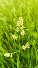 Cereals are blooming. Allergy season is open. Spikelet flowers wild meadow plants. Flowering of cereal grasses that cause allergies.