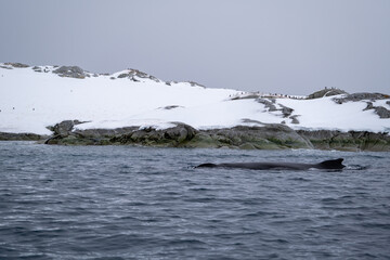 View of the back of humpback whale in the Southern Ocean