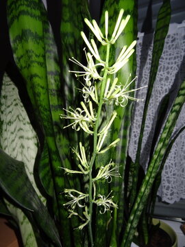 Sansevieria Bl&uuml;te