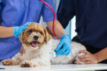 Veterinarian are using Stethoscopes to examine dog health and diagnose respiratory and cardiac...