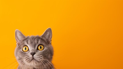 Obraz premium A cat with yellow eyes is staring at the camera. The yellow background adds a warm and inviting atmosphere to the image