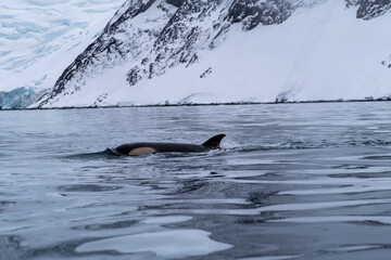 View of the back of killer whale in the Southern Ocean, Antarctica © Oleksandr Matsibura