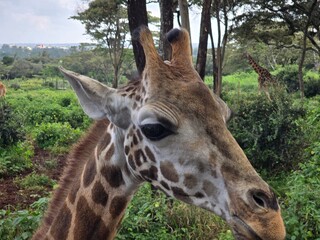 portrait of a giraffe