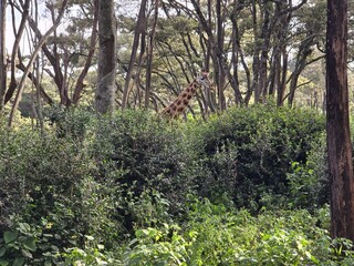 Giraffe collection Tall African mammal known for its long neck and legs.

