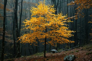 Fototapeta premium Golden Tree in Misty Forest