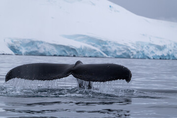View of humpback whale tail in the Southern Ocean, Anrarctica
