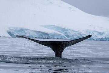 Fototapeta premium View of humpback whale tail in the Southern Ocean, Anrarctica