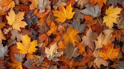 Obraz premium Autumn Splendor - Vibrant Orange and Yellow Leaves Adorning Forest Floor
