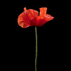 Fototapeta premium red poppy isolated on black
