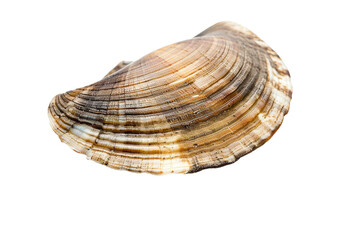 Fototapeta premium A shell is shown on a white background