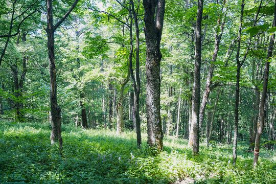 Details of the nature and natural state of the Rtanj mountain in eastern Serbia. Rtanj mountain, also known as the Serbian pyramid with rocks and vegetation. North hiking side with view