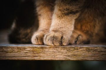 Naklejka premium Tabby Cat Paws on Wooden Garden Table
