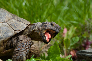 Open Mouthed Tortoise in Garden Setting
