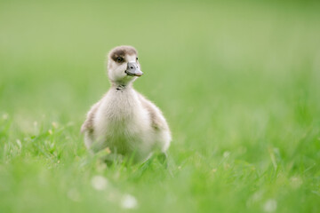 Egyptian Gosling in Pretty Green Meadow