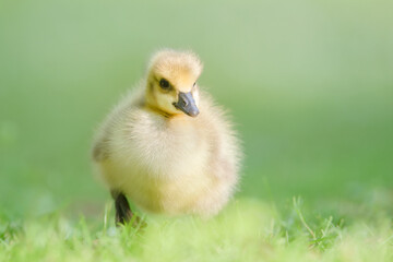 Cute Canada Gosling in Wild Grass