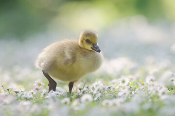 Canada Gosling Walking in Daisies