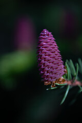 Developing Cone on a Fir Tree in Spring