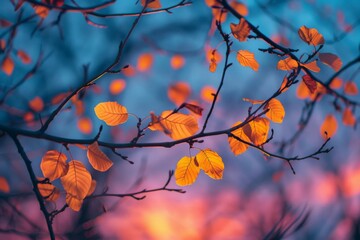 Autumn Leaves at Sunset