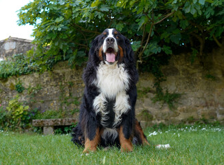 Bernese Mountain Dog sitting on the grass in the garden 