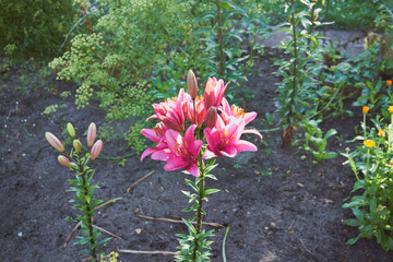 lilia  © Marcin Łazarczyk