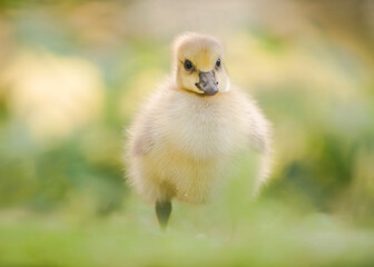 Fluffy Canada Gosling in Glowing Light