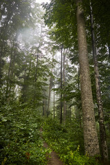 Fototapeta premium A Foggy Trail Through a Dense Forest on a Cloudy Day. Borzhava range during summer. Carpathian mountains, Ukraine