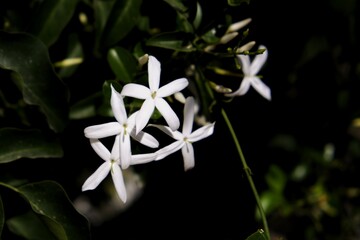 Jasmine flower 
