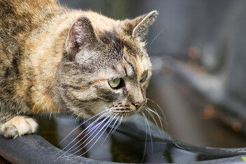 Curious Tabby by the Pond. Close-up of a tabby cat with striking markings, intently gazing at...